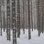 Suomen Metsätilakauppa LKV - metsätilojen myynti Lapissa | Rovaniemi